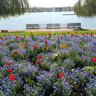 Compositions florales au lac de Divonne
