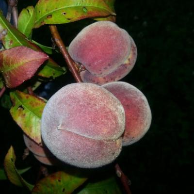 Pêches