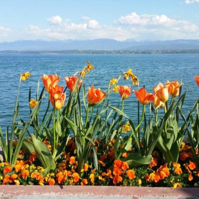Aux bords du lac Leman à Nyon en Suisse