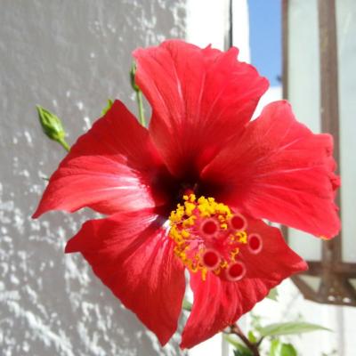 Hibiscus d'Agadir au Maroc